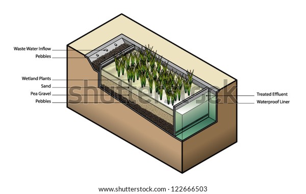 Diagram: waste water treatment using wetland plants\
/ reed bed.