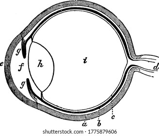 Un diagrama en el que se muestra la estructura interna completa del ojo humano, dibujo de línea vintage o ilustración de grabado.