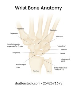 Diagrama da Anatomia Óssea do Pulso