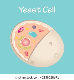 Diagram Of Yeast Cell Components