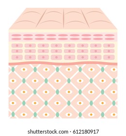 diagram of young healthy skin showing the collagen framework is healthy/young skin