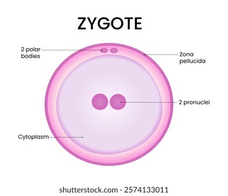 Diagram of Zygote Cell Structure