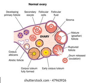 Diagramatic representation of normal human ovary -- labeled