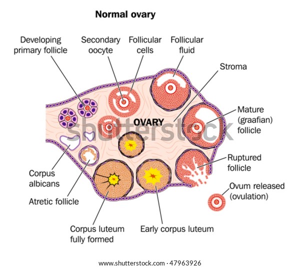 Diagramatic Representation Normal Human Ovary Labeled Stock Vector