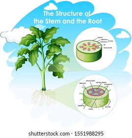 Diagrama que muestra la estructura de la ilustración raíz y del tallo
