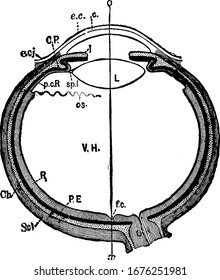 Sección horizontal diagrama del ojo del hombre. c, córnea; ch. coroide (punteado); C. P, procesos conciliatorios; e. c, epitelio de córnea; y otra ilustración de dibujo o grabado de líneas antiguas.