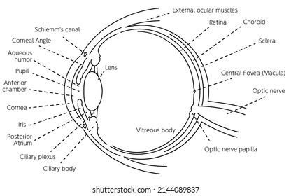 Diagrammatic illustration of the eye (line drawing)