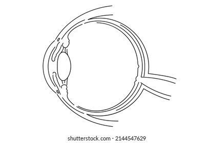 Diagrammatic illustration of the eye (line drawing)