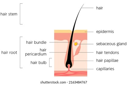 Diagrammatic illustration of hair, cross-sectional view