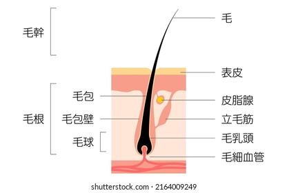 Diagrammatic illustration of hair, cross-sectional view - Translation: Hair shaft, root, bundle, bundle wall, bulb, hair, epidermis, sebaceous gland, tendon, papilla, hair cap