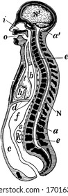 Diagrammatic longitudinal section of the body, vintage line drawing or engraving illustration.