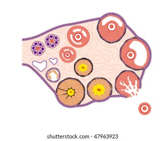 Diagrammatic representation of normal human ovary