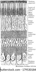 28 Inner nuclear layer Images, Stock Photos & Vectors | Shutterstock