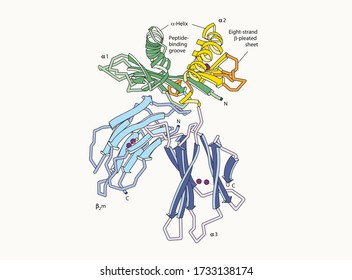 Diagrammatic structure of a class I HLA molecule. Medical microbiology, Biology lesson shapes