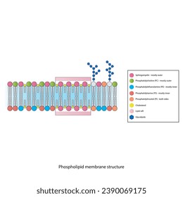 Diagrams showing schematic structure of cytoplasmatic membrane, including phospholipids (PE, PC, PS, sphingomyelin) glycolipids, cholesterol, lipid raft. Colorful scientific vector illustration.
