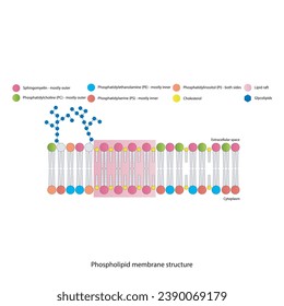 Diagrams showing schematic structure of cytoplasmatic membrane, including phospholipids (PE, PC, PS, sphingomyelin) glycolipids, cholesterol, lipid raft. Colorful scientific vector illustration.