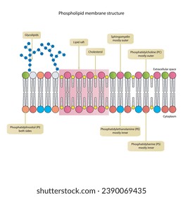 Diagramas que muestran la estructura esquemática de la membrana citoplasmática, incluyendo fosfolípidos (PE, PC, PS, esfingiomielina) glicolípidos, colesterol, balsas lipídicas. Colorida ilustración científica vectorial.