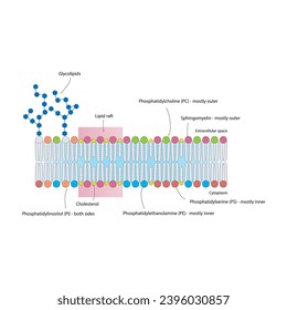 Diagrams showing schematic structure of cytoplasmatic membrane, including phospholipids (PE, PC, PS, sphingomyelin) glycolipids, cholesterol, lipid raft. Colorful scientific vector illustration.