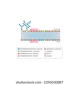 Diagrams showing schematic structure of cytoplasmatic membrane, including phospholipids (PE, PC, PS, sphingomyelin) glycolipids, cholesterol, lipid raft. Colorful scientific vector illustration.