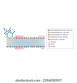 Diagramas que muestran la estructura esquemática de la membrana citoplasmática, incluyendo fosfolípidos (PE, PC, PS, esfingiomielina) glicolípidos, colesterol, balsas lipídicas. Colorida ilustración científica vectorial.