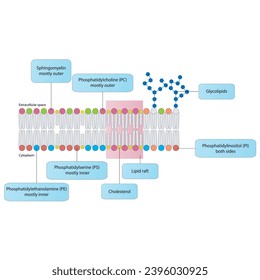 Diagrams showing schematic structure of cytoplasmatic membrane, including phospholipids (PE, PC, PS, sphingomyelin) glycolipids, cholesterol, lipid raft. Colorful scientific vector illustration.