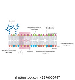 Diagrams showing schematic structure of cytoplasmatic membrane, including phospholipids (PE, PC, PS, sphingomyelin) glycolipids, cholesterol, lipid raft. Colorful scientific vector illustration.