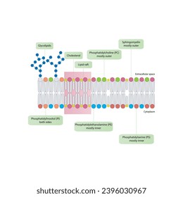 Diagrams showing schematic structure of cytoplasmatic membrane, including phospholipids (PE, PC, PS, sphingomyelin) glycolipids, cholesterol, lipid raft. Colorful scientific vector illustration.