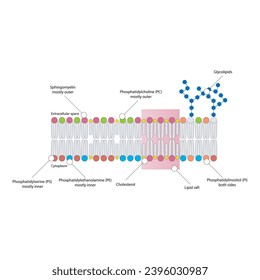 Diagramas que muestran la estructura esquemática de la membrana citoplasmática, incluyendo fosfolípidos (PE, PC, PS, esfingiomielina) glicolípidos, colesterol, balsas lipídicas. Colorida ilustración científica vectorial.