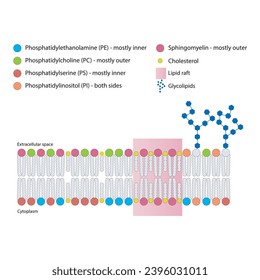 Diagrams showing schematic structure of cytoplasmatic membrane, including phospholipids (PE, PC, PS, sphingomyelin) glycolipids, cholesterol, lipid raft. Colorful scientific vector illustration.