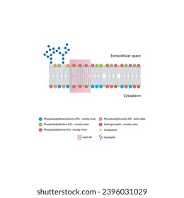 Diagramas que muestran la estructura esquemática de la membrana citoplasmática, incluyendo fosfolípidos (PE, PC, PS, esfingiomielina) glicolípidos, colesterol, balsas lipídicas. Colorida ilustración científica vectorial.