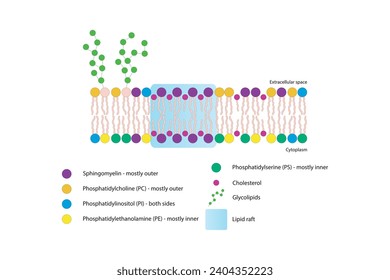Diagrams showing schematic structure of cytoplasmatic membrane, including phospholipids (PE, PC, PS, sphingomyelin) glycolipids, cholesterol, lipid raft. Colorful scientific vector illustration.