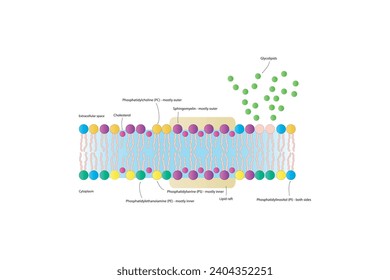 Diagramas que muestran la estructura esquemática de la membrana citoplasmática, incluyendo fosfolípidos (PE, PC, PS, esfingiomielina) glicolípidos, colesterol, balsas lipídicas. Colorida ilustración científica vectorial.