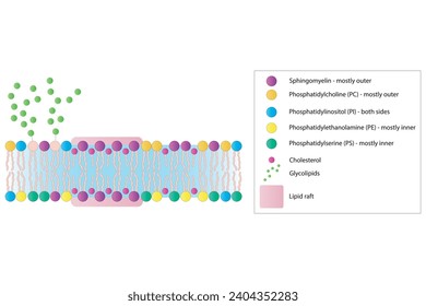 Diagramas que muestran la estructura esquemática de la membrana citoplasmática, incluyendo fosfolípidos (PE, PC, PS, esfingiomielina) glicolípidos, colesterol, balsas lipídicas. Colorida ilustración científica vectorial.