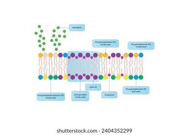 Diagramas que muestran la estructura esquemática de la membrana citoplasmática, incluyendo fosfolípidos (PE, PC, PS, esfingiomielina) glicolípidos, colesterol, balsas lipídicas. Colorida ilustración científica vectorial.
