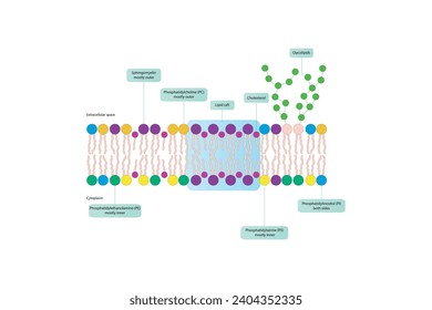 Diagramas que muestran la estructura esquemática de la membrana citoplasmática, incluyendo fosfolípidos (PE, PC, PS, esfingiomielina) glicolípidos, colesterol, balsas lipídicas. Colorida ilustración científica vectorial.