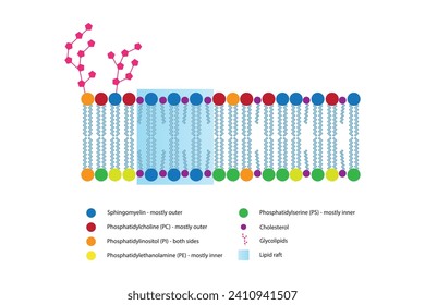 Diagrams showing schematic structure of cytoplasmatic membrane, including phospholipids (PE, PC, PS, sphingomyelin) glycolipids, cholesterol, lipid raft. Colorful scientific vector illustration.