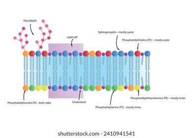 Diagrams showing schematic structure of cytoplasmatic membrane, including phospholipids (PE, PC, PS, sphingomyelin) glycolipids, cholesterol, lipid raft. Colorful scientific vector illustration.