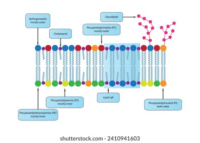 Diagrams showing schematic structure of cytoplasmatic membrane, including phospholipids (PE, PC, PS, sphingomyelin) glycolipids, cholesterol, lipid raft. Colorful scientific vector illustration.