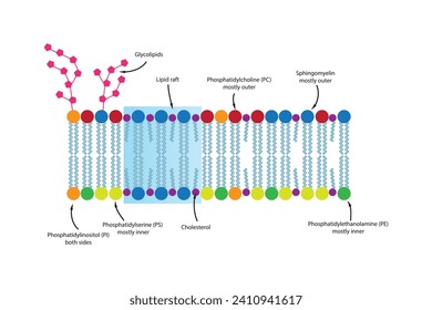 Diagrams showing schematic structure of cytoplasmatic membrane, including phospholipids (PE, PC, PS, sphingomyelin) glycolipids, cholesterol, lipid raft. Colorful scientific vector illustration.