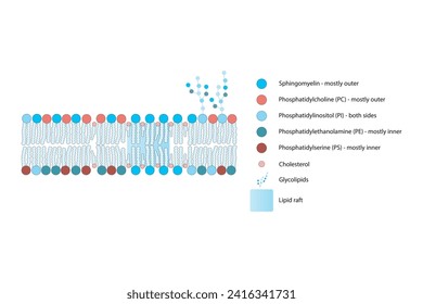 Diagrams showing schematic structure of cytoplasmatic membrane, including phospholipids (PE, PC, PS, sphingomyelin) glycolipids, cholesterol, lipid raft. Colorful scientific vector illustration.