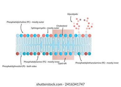 Diagrams showing schematic structure of cytoplasmatic membrane, including phospholipids (PE, PC, PS, sphingomyelin) glycolipids, cholesterol, lipid raft. Colorful scientific vector illustration.