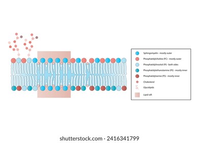 Diagrams showing schematic structure of cytoplasmatic membrane, including phospholipids (PE, PC, PS, sphingomyelin) glycolipids, cholesterol, lipid raft. Colorful scientific vector illustration.