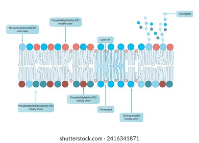 Diagrams showing schematic structure of cytoplasmatic membrane, including phospholipids (PE, PC, PS, sphingomyelin) glycolipids, cholesterol, lipid raft. Colorful scientific vector illustration.