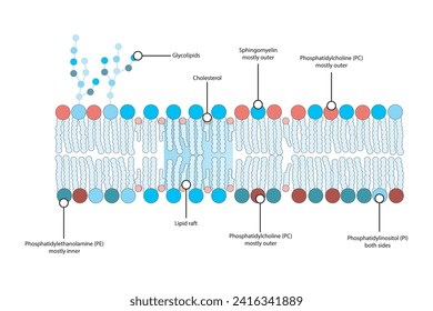 Diagramas que muestran la estructura esquemática de la membrana citoplasmática, incluyendo fosfolípidos (PE, PC, PS, esfingiomielina) glicolípidos, colesterol, balsas lipídicas. Colorida ilustración científica vectorial.