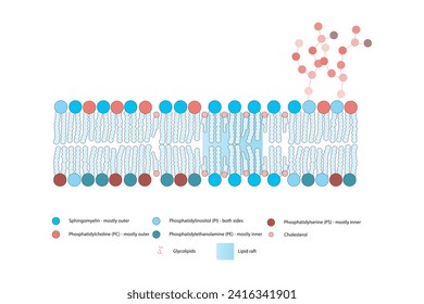 Diagramas que muestran la estructura esquemática de la membrana citoplasmática, incluyendo fosfolípidos (PE, PC, PS, esfingiomielina) glicolípidos, colesterol, balsas lipídicas. Colorida ilustración científica vectorial.