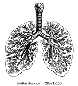 Diagrams of two human lungs, vintage engraved illustration. La Vie dans la nature, 1890.