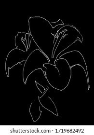 The dialogue of the white line and the black space with the image of lilies.Vector illustration