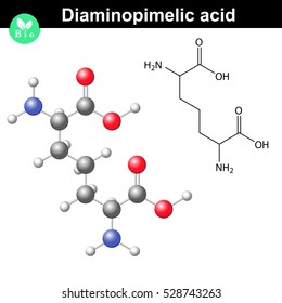 Diaminopimelic acid volume model, derivative of lysine amino acid, gram-negative bacterial cell wall compound, 2d and 3d vector illustration, eps 10
