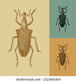 Diamond bug beetle vector. Vintage illustration drawing. Applied in colored backgrounds.