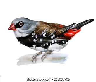 Diamond finch, watercolor painting. vector illustration